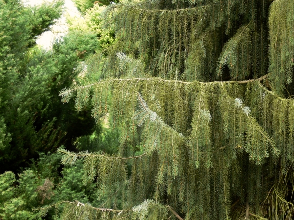 Bois des Moutiers (31) avril 2012